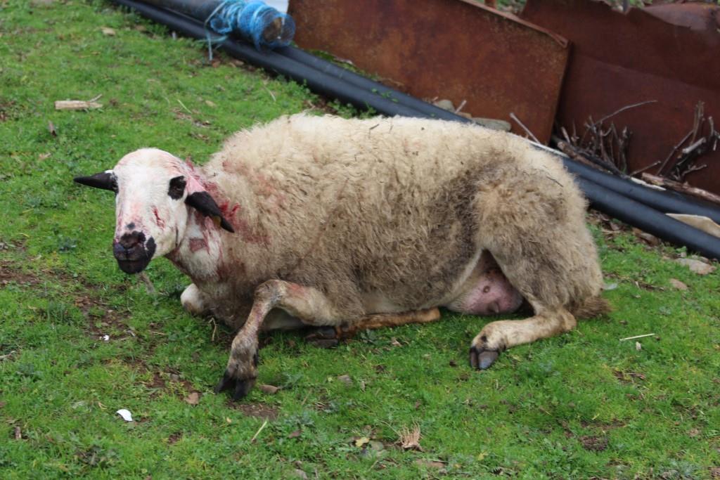 Câmara municipal de Bragança já capturou os cães vadios que atacaram os rebanhos