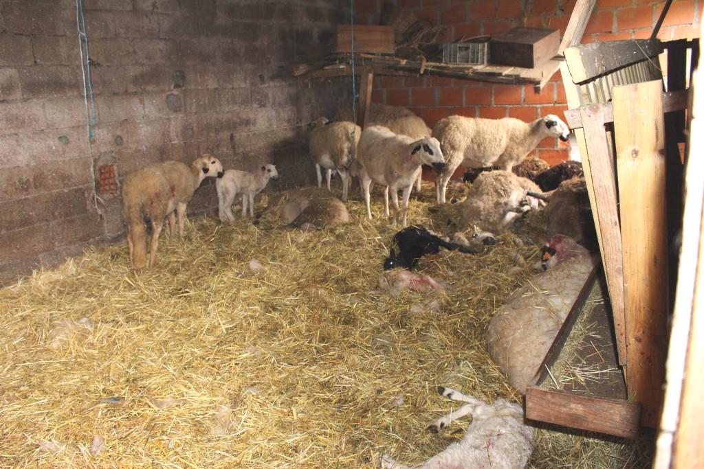 Mais um ataque de cães vadios na cidade de Bragança mata cerca de 20 ovelhas