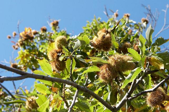 Autarcas de Bragança e Vinhais insatisfeitos com recusa de apoios a produtores de castanha