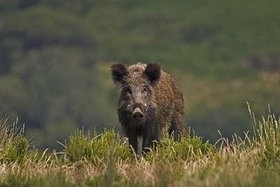 DGAV proíbe venda de carne de javali caçado em Trás-os-Montes depois de ter sido detectada triquinose