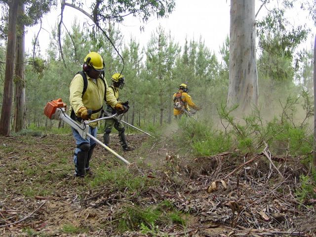 Autarcas consideram impossível limpar terrenos em poucos meses