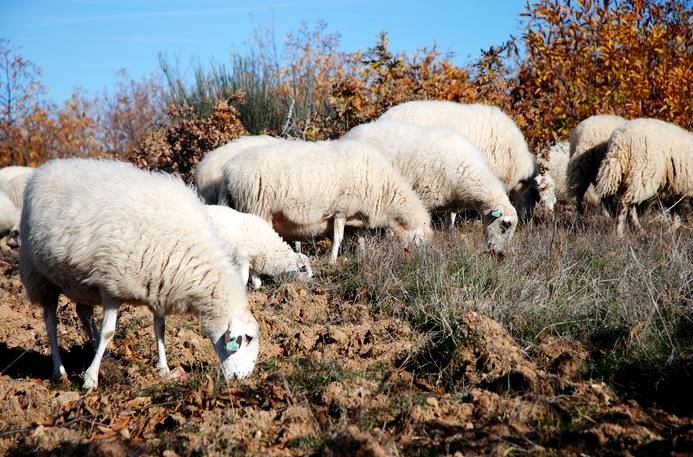 Falta de alimento para as raças autóctones está a tornar a produção insustentável