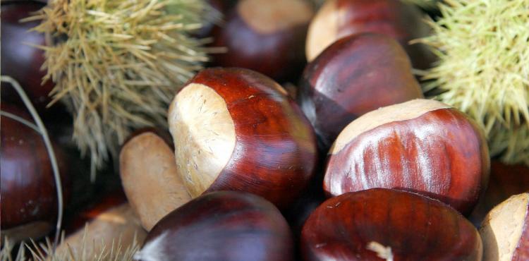 Deputados do BE na Assembleia da República questionam medidas para os produtores da castanha