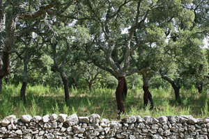 Dezenas de produtores transmontanos sem apoio para florestação com sobreiros e castanheiros