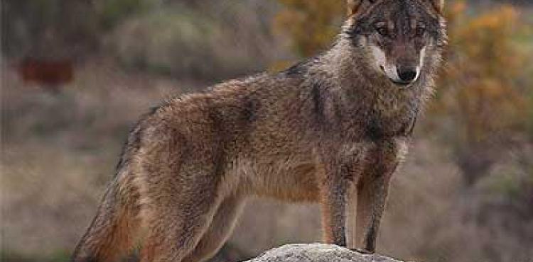 Grupo de turistas vai observar o lobo ibérico em Vinhais