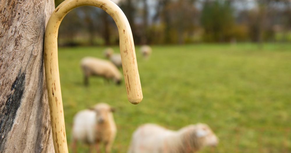 Rebanho atacado por cães em Carrazeda de Ansiães