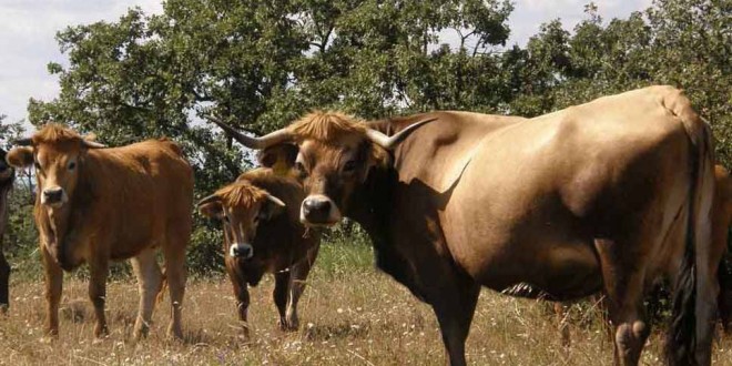Carne Mirandesa promovida no mercado internacional através do projecto Portuguese Beef