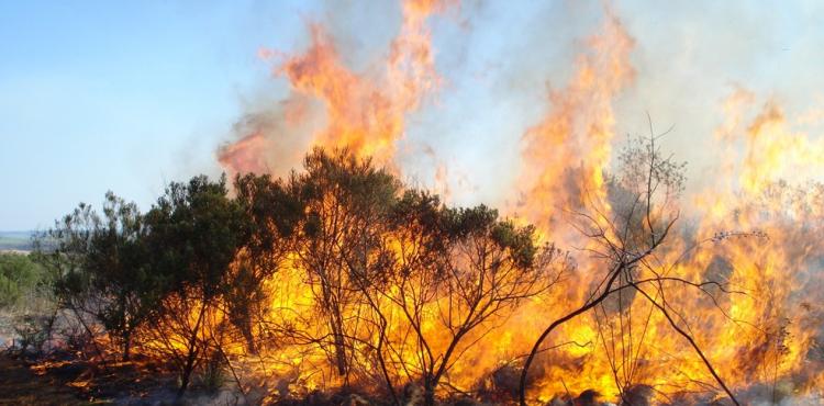 GNR deteve um homem em flagrante delito a provocar um incêndio