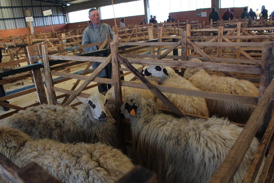 Associações agro-pecuárias do Norte vão juntar-se em cooperativa para valorizar raças autóctones