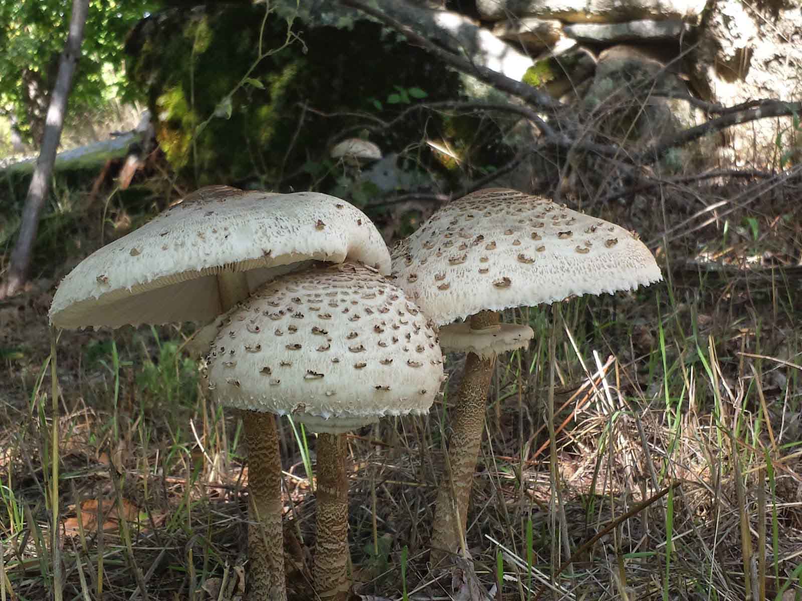 Quercus quer regulamentação para cogumelos silvestres