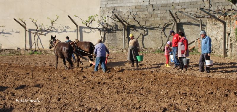 A “sementeira” tradicional das batatas
