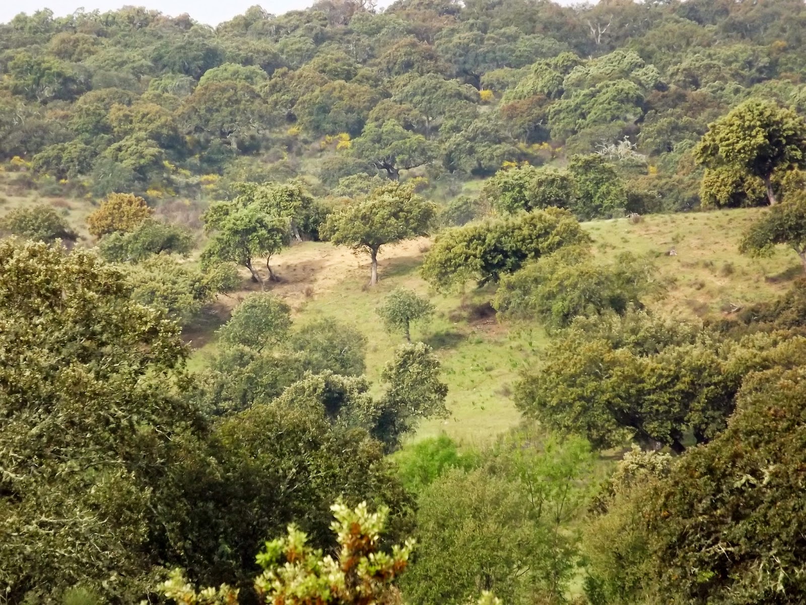 Governo vai mesmo reconduzir planos de ordenamento dos parques naturais