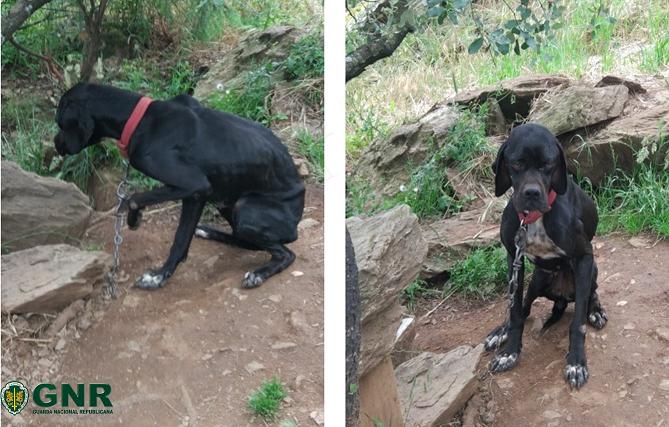 Homem constituído arguido por maus-tratos a animais de companhia em Alfândega da Fé