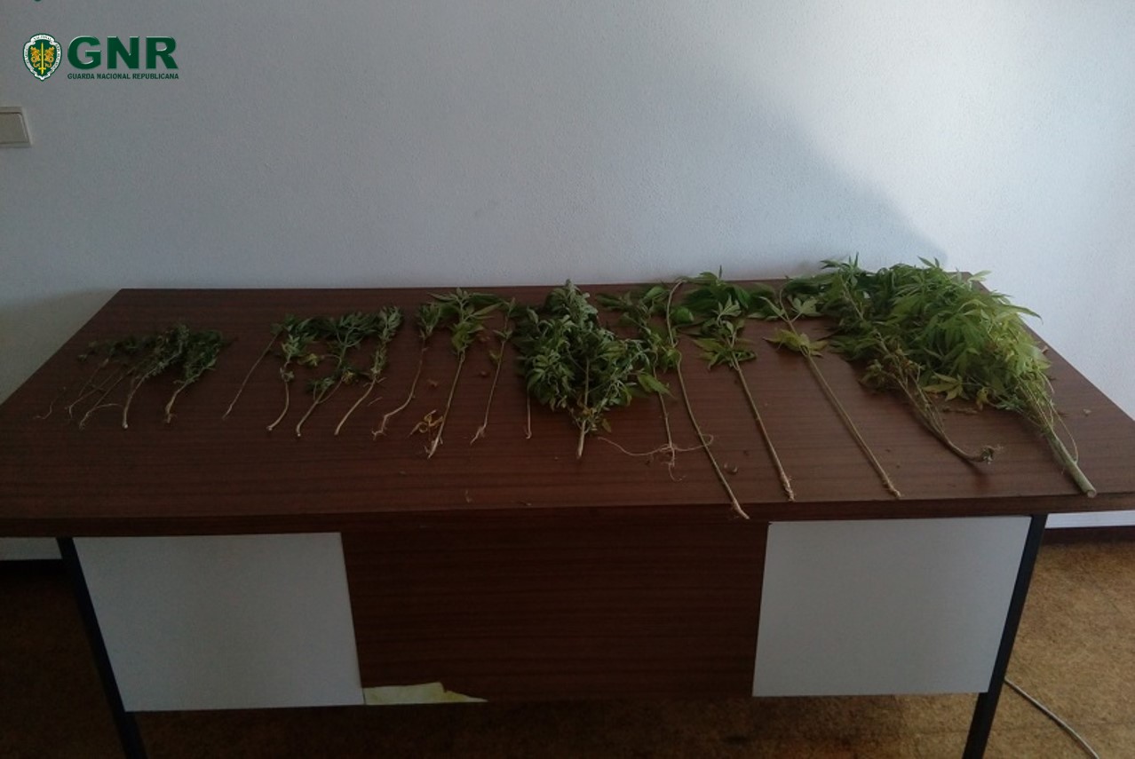 GNR deteve homem por tráfico de droga em Carrazeda de Ansiães