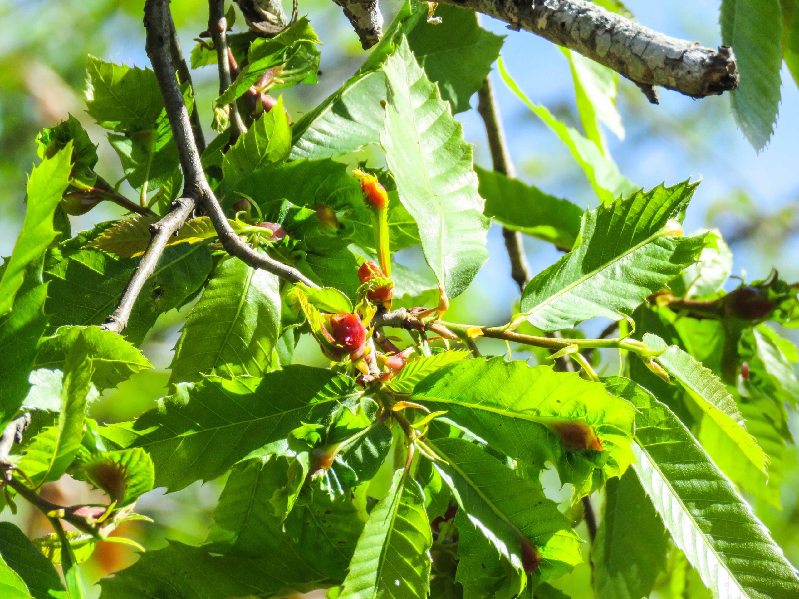 Deputado do PS questiona combate à vespa das galhas do castanheiro