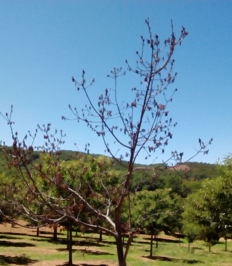 Nova praga que seca castanheiros preocupa produtores