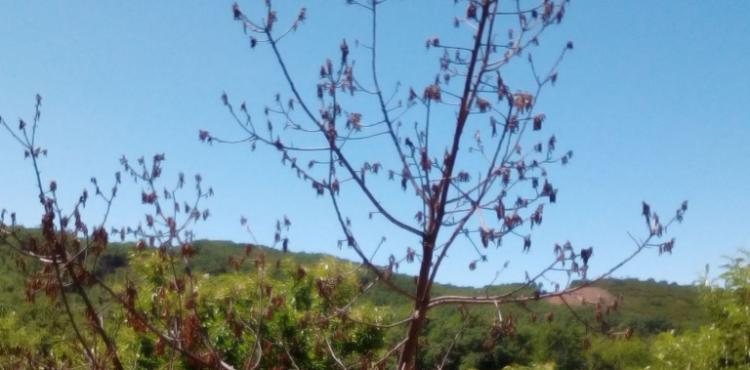 Nova praga que seca castanheiros preocupa produtores