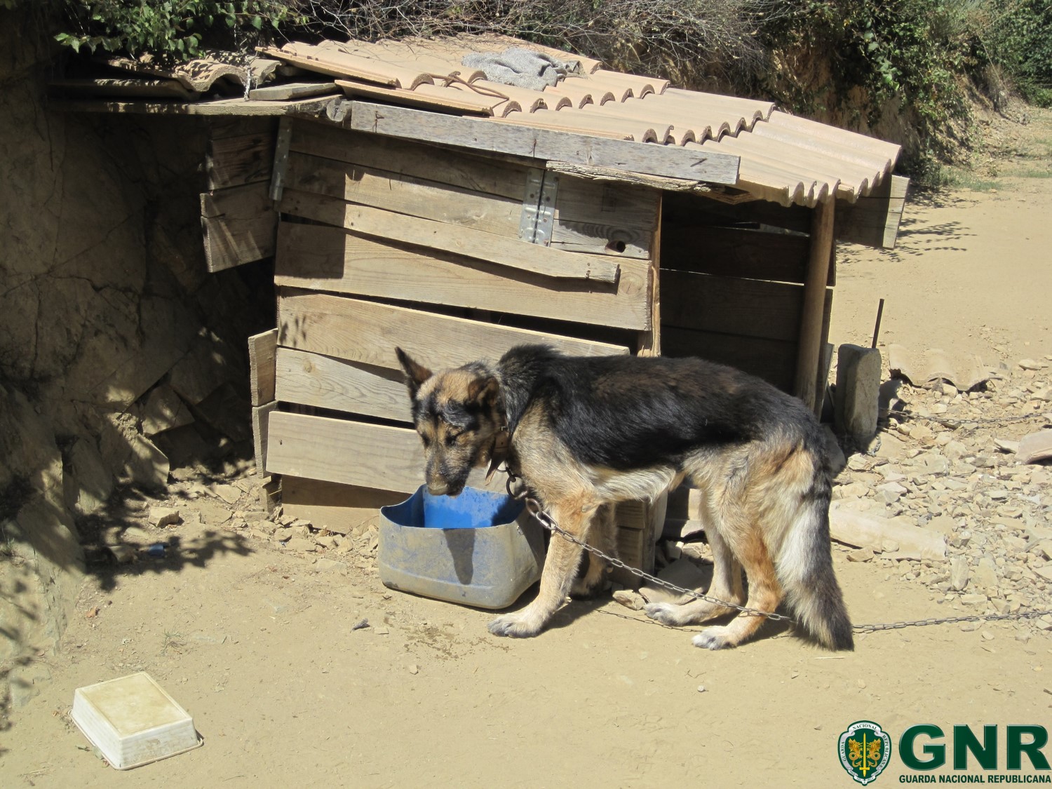 GNR de Bragança recolhe cão subnutrido e desidratado