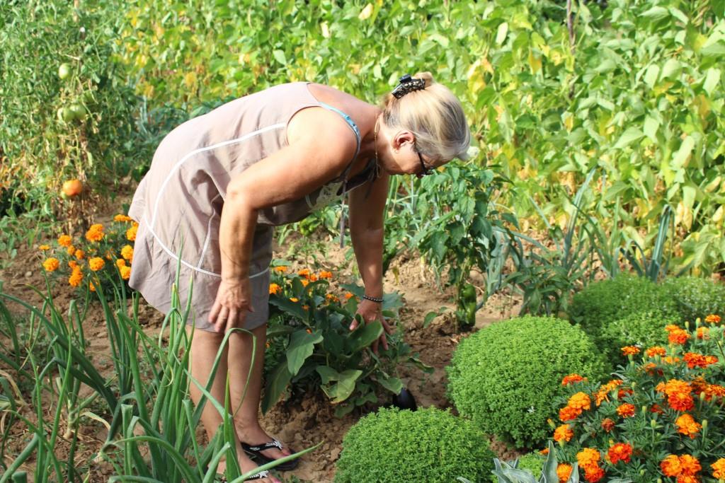 Ontem o governo publicou o decreto-lei referente ao estatuto da agricultura familiar