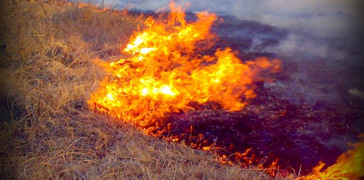 Incêndio na Serra da Gouveia, Alfândega da Fé
