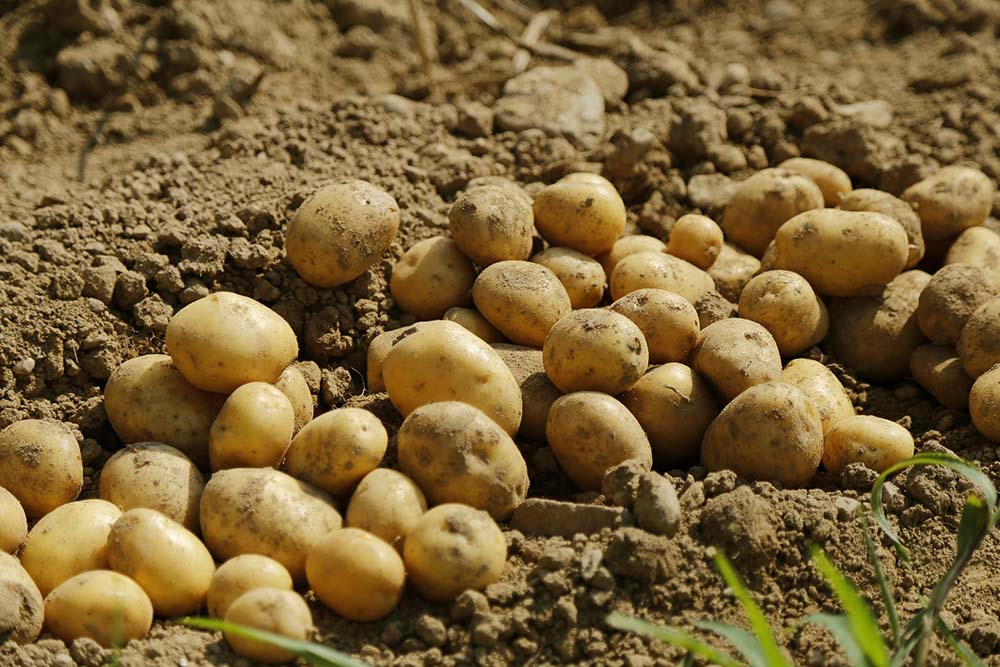 Quebra de 25 a 50% na produção nacional de batata