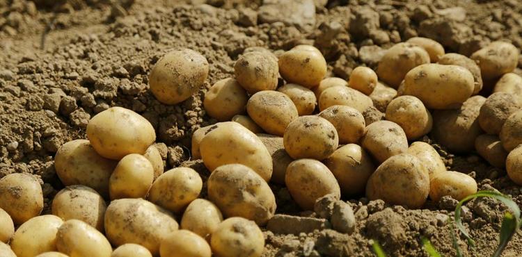 Quebra de 25 a 50% na produção nacional de batata