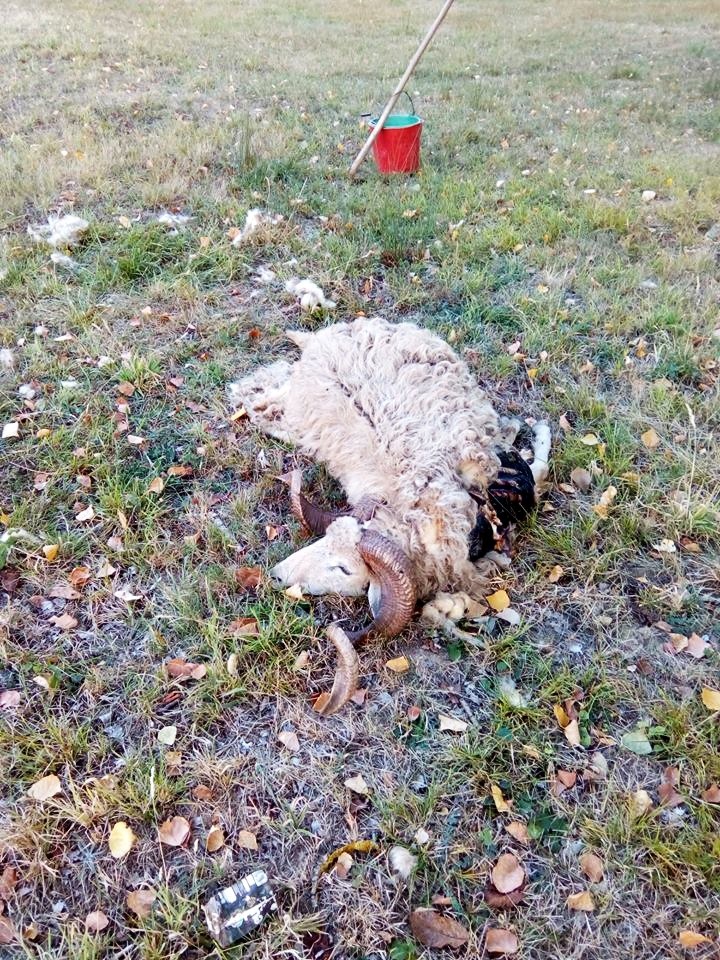 Ovelhas encontradas mortas preocupam populares em Gebelim, Alfândega da Fé