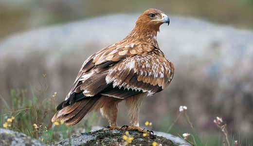 Uma das aves mais raras do mundo foi avistada no concelho de Miranda do Douro