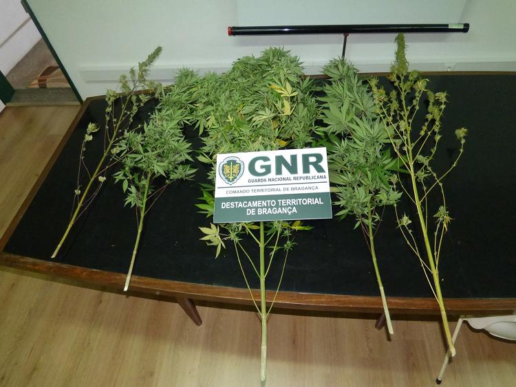 GNR deteve homem por cultivo de cannabis em Macedo de Cavaleiros