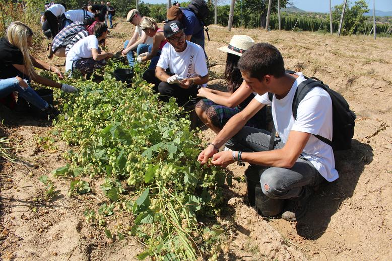 25 pessoas participaram na apanha de lúpulo em Bragança