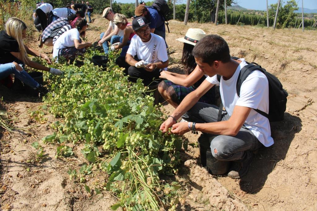 Colher lúpulo numa das últimas explorações do país