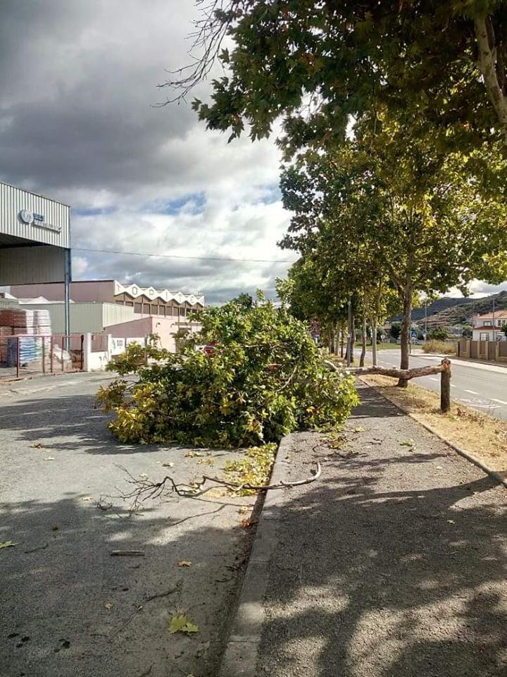 Algumas árvores caíram no distrito de Bragança devido à tempestade Leslie
