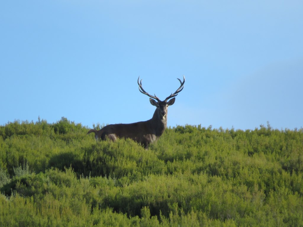 Brama dos veados ecoa no território no Parque Natural de Montesinho