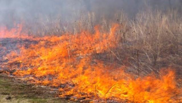 Detido em flagrante por incêndio florestal em Vila Flor