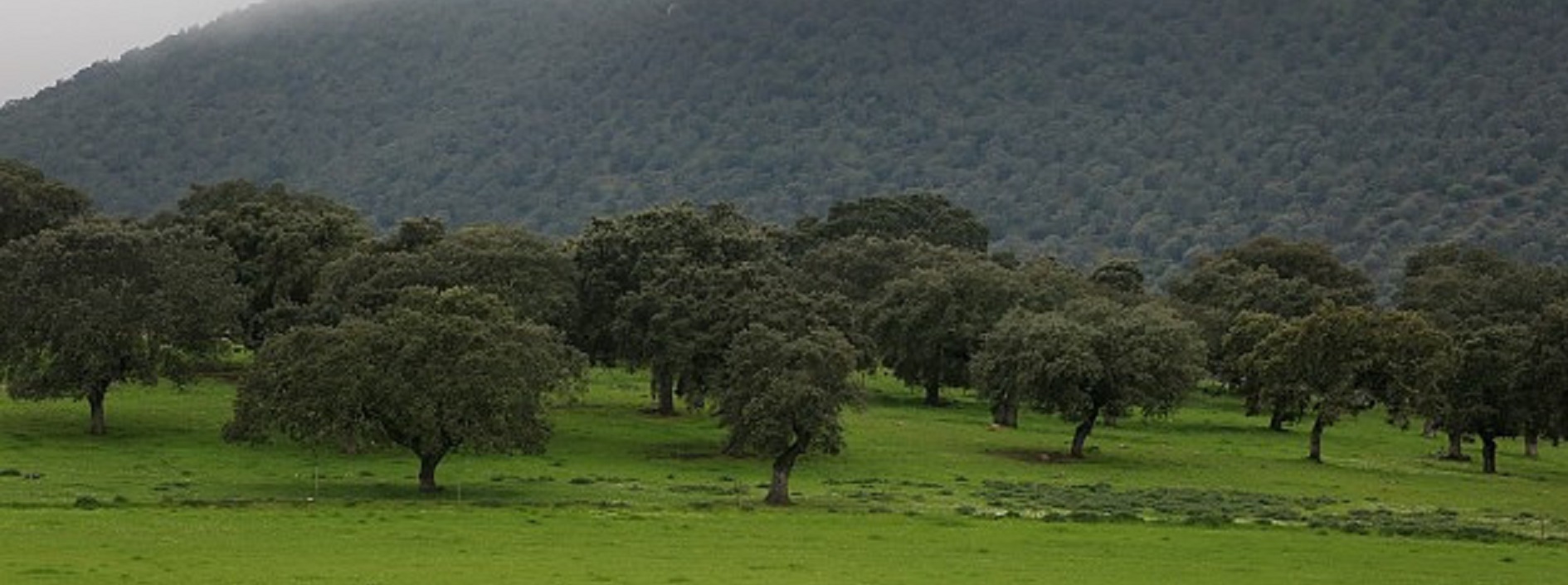 Quercus denuncia reprovação de candidaturas para a floresta