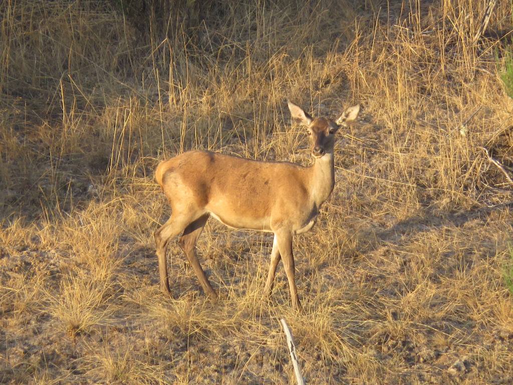 Safari Club Internacional defende plano de gestão para aumentar o número de caça aos corços
