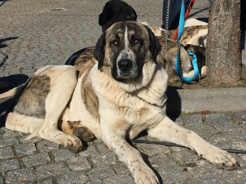 Ah! grande cão de gado transmontano