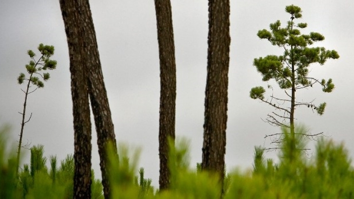 72 freguesias na lista de primeira prioridade de limpeza de terrenos no distrito de Bragança