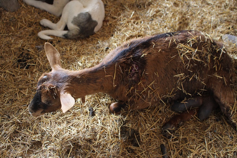 Habitantes de Terroso, Bragança, preocupados com cães vadios que lhes atacam os animais