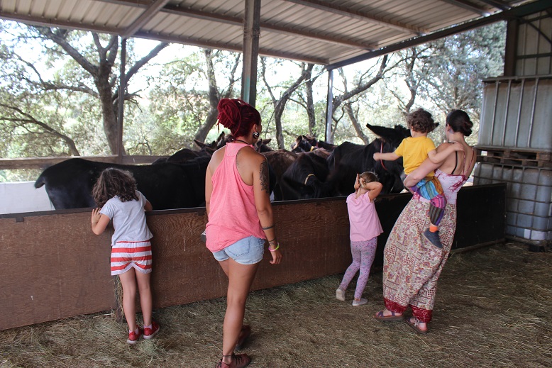 Centro de Valorização do Burro de Miranda em Atenor inaugurado