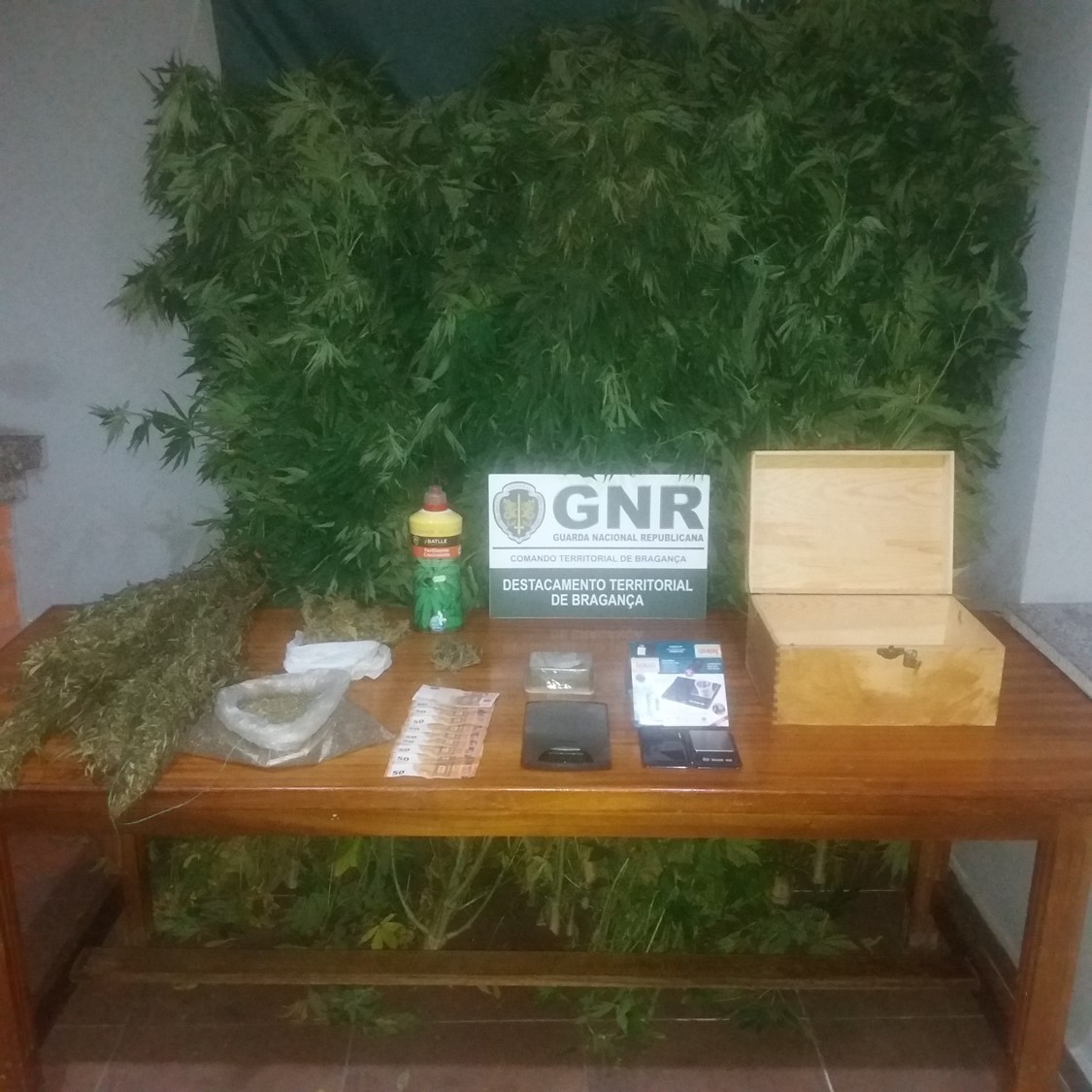 Detido por tráfico de droga no concelho de Vinhais