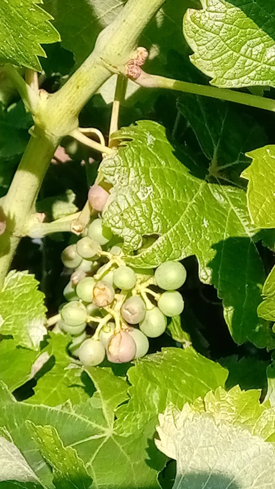 Mau tempo deixa prejuízos em explorações agrícolas do concelho de Mogadouro