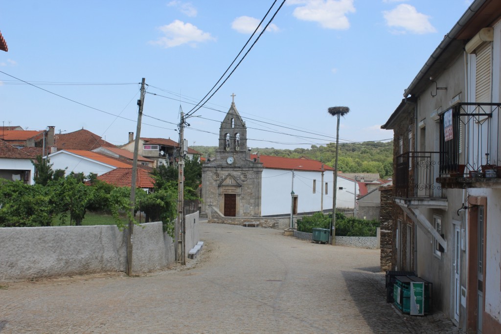 Ataques de cães matam mais de 20 animais no concelho de Macedo de Cavaleiros