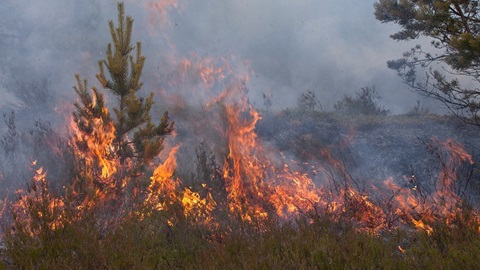 Menor suspeito de atear dois incêndios em Carrazeda de Ansiães