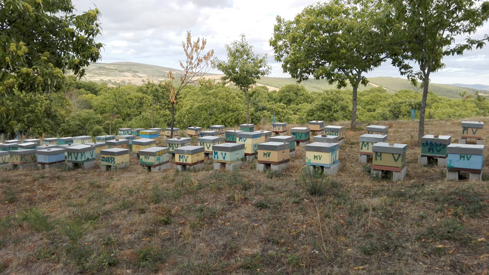 A colmeia é uma fábrica de delícias