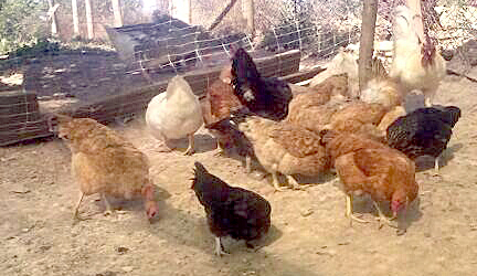 Galinhas, ovos de três gemas e raposas despeitadas