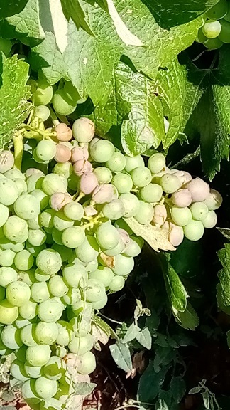 Ministério da Agricultura e Câmara de Mogadouro apoiam agricultores com estragos nas vinhas