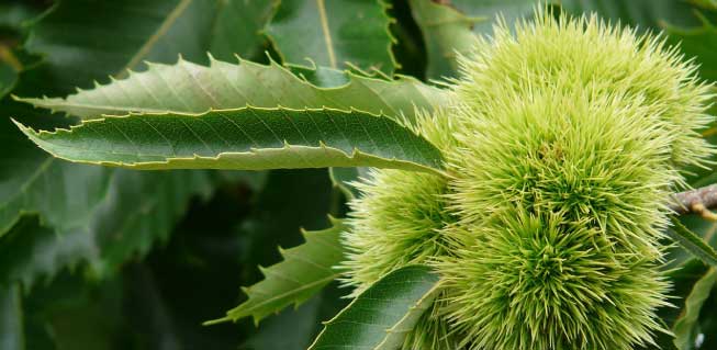 Município de Bragança prepara candidatura para combate às pragas e doenças que afectam produção de castanha