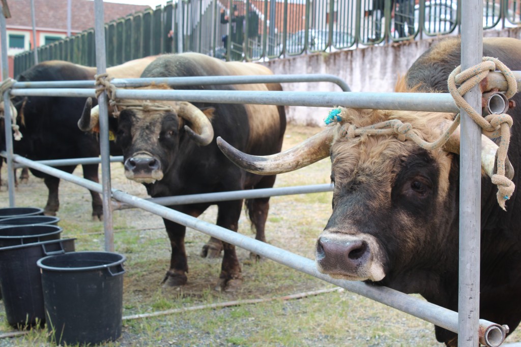 Acção de sensibilização para o uso do tractor é uma das novidades da IV Feira da Agricultura, em Macedo de Cavaleiros