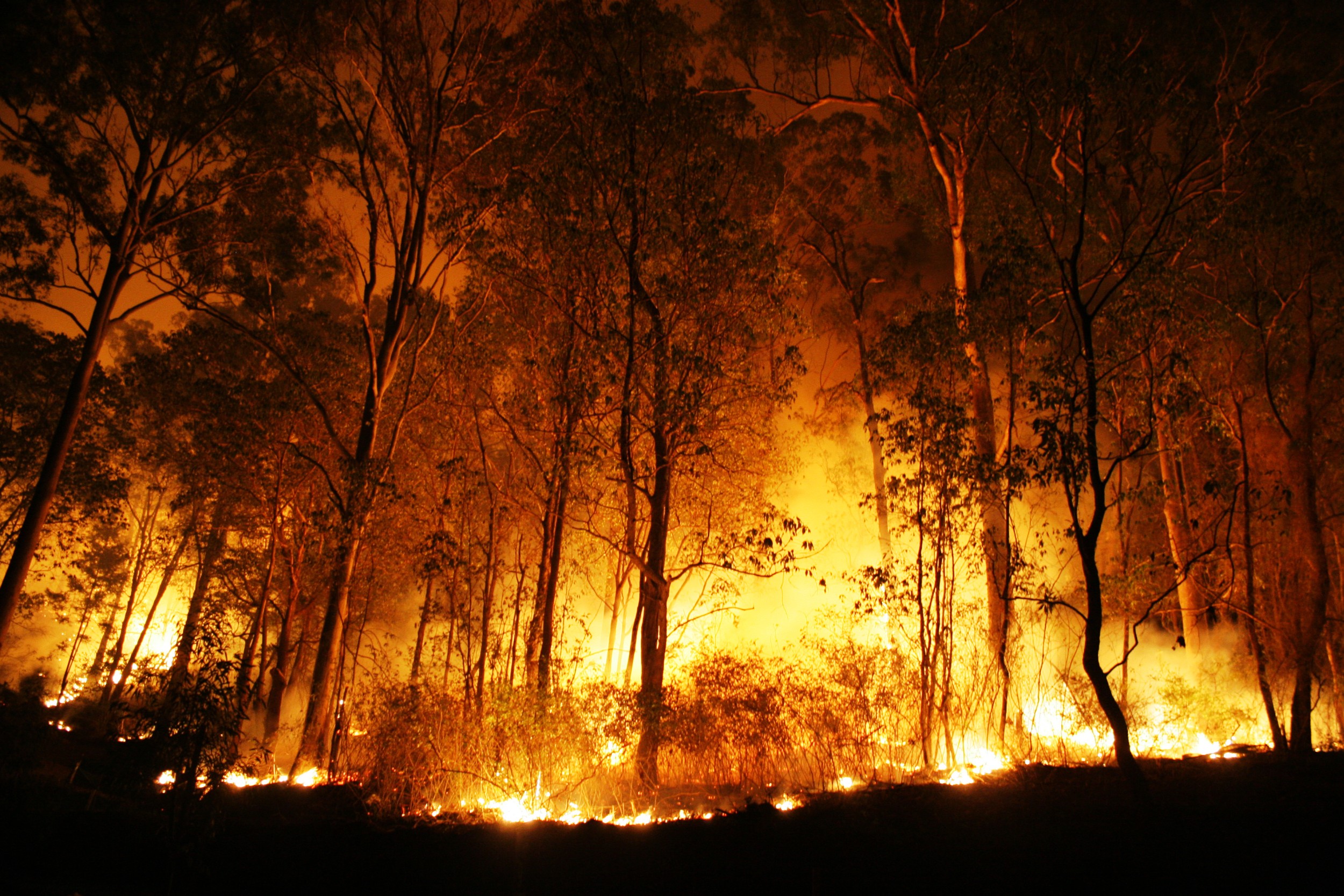 Mais de 100 operacionais combateram incêndio em Macedo de Cavaleiros que está agora dominado